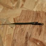 carp-fishing-Cork-Screw-Swivel-Size-80